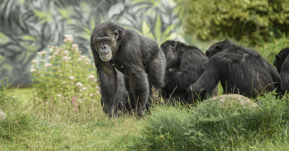 En grupp schimpanser.