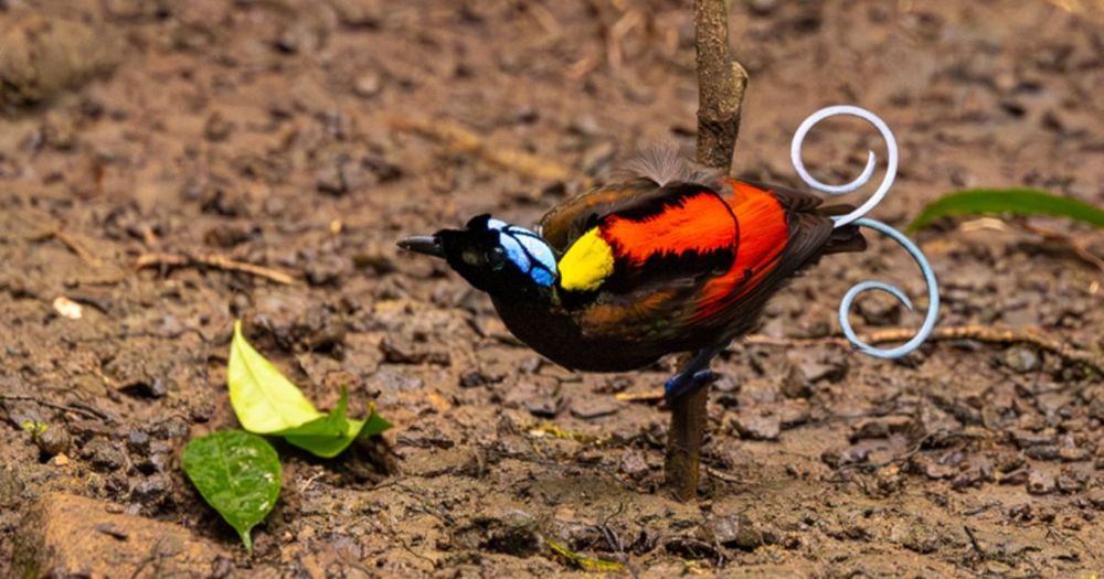 Foto av Isabel Tobrand