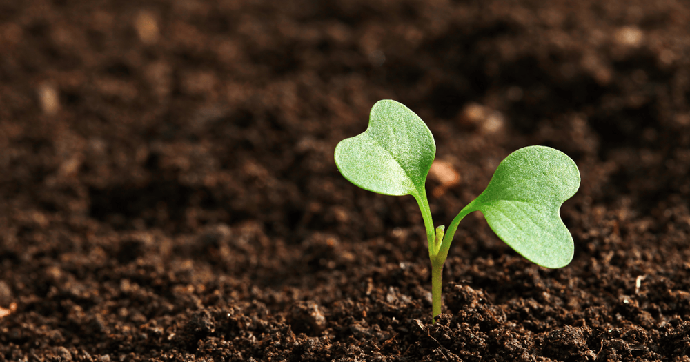 Liten grön planta.