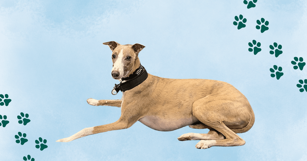 Hunden Ringo. Tassavtryck.