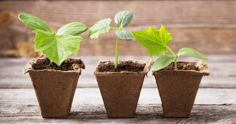Bild på tre små plantor.