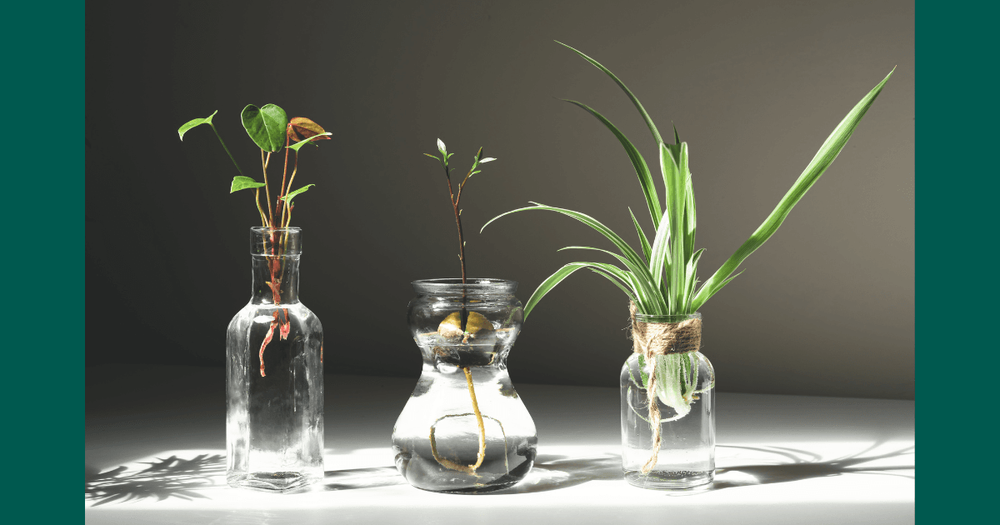 sticklingar i tre glasvaser