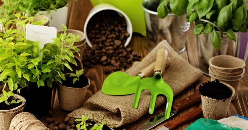 sticklingar plantering